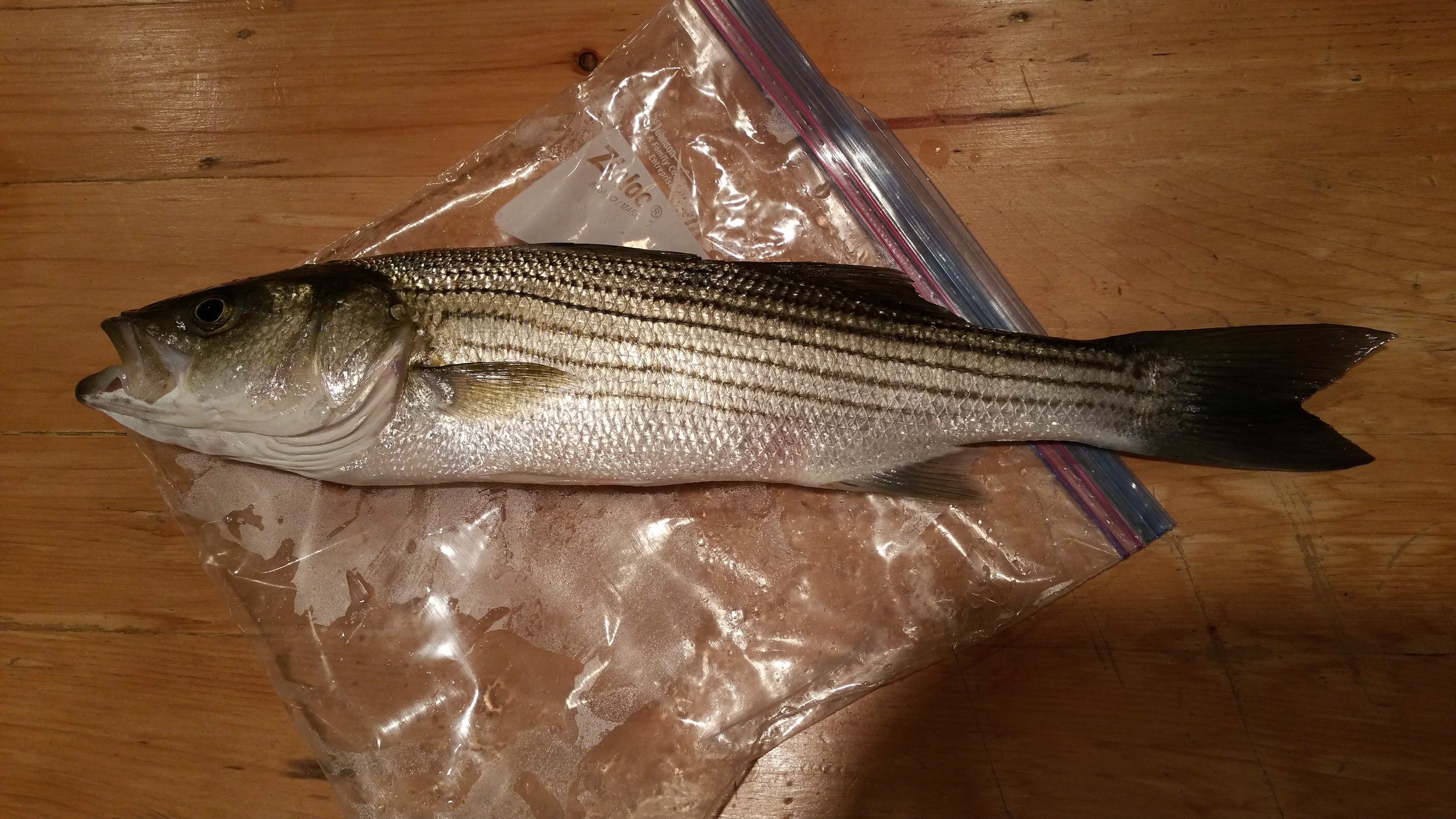 Small striped bass