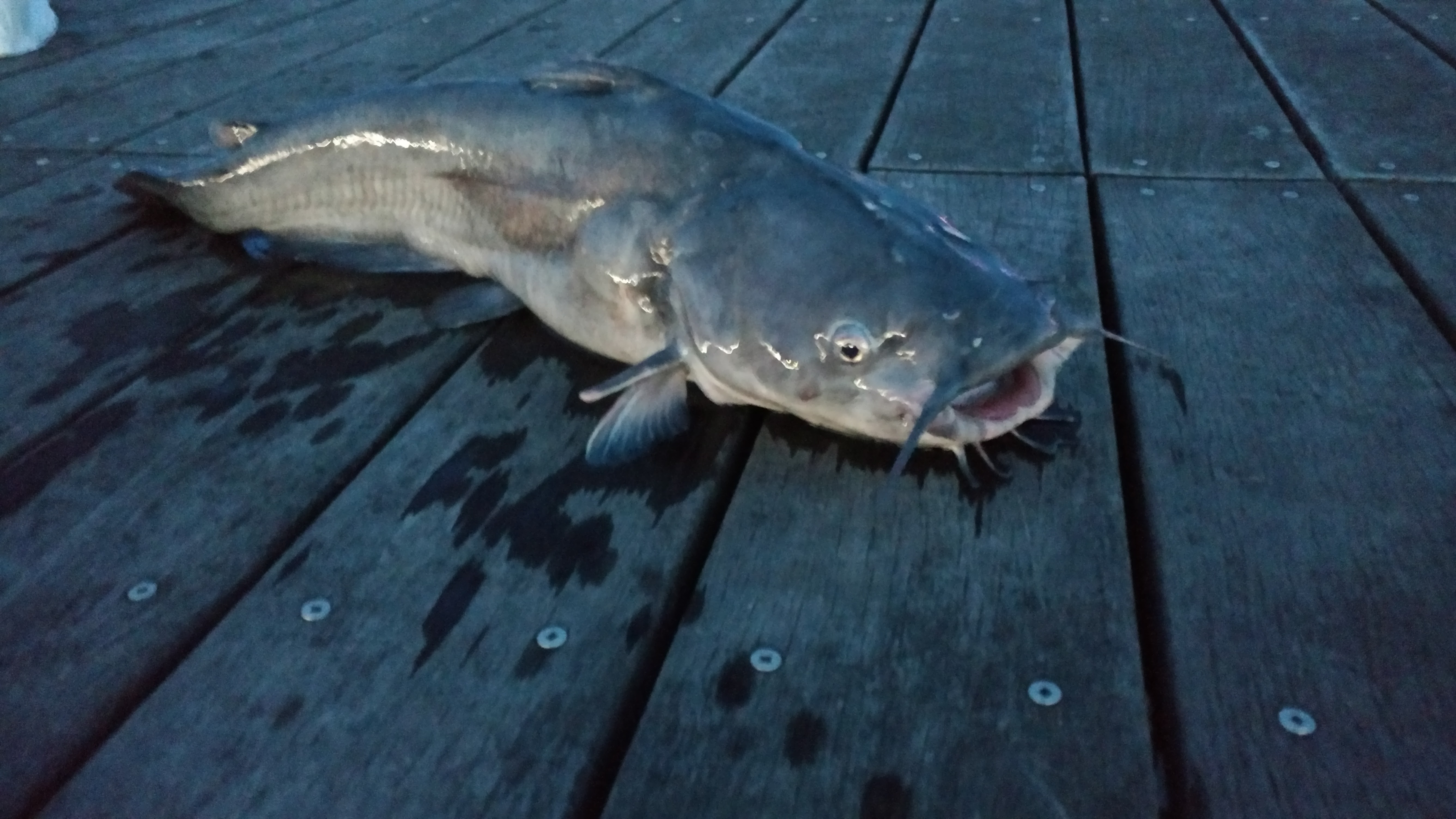 Buh-bye to Chicken Livers: Or How to Make Cheap, Effective, and Durable Catfish  Bait