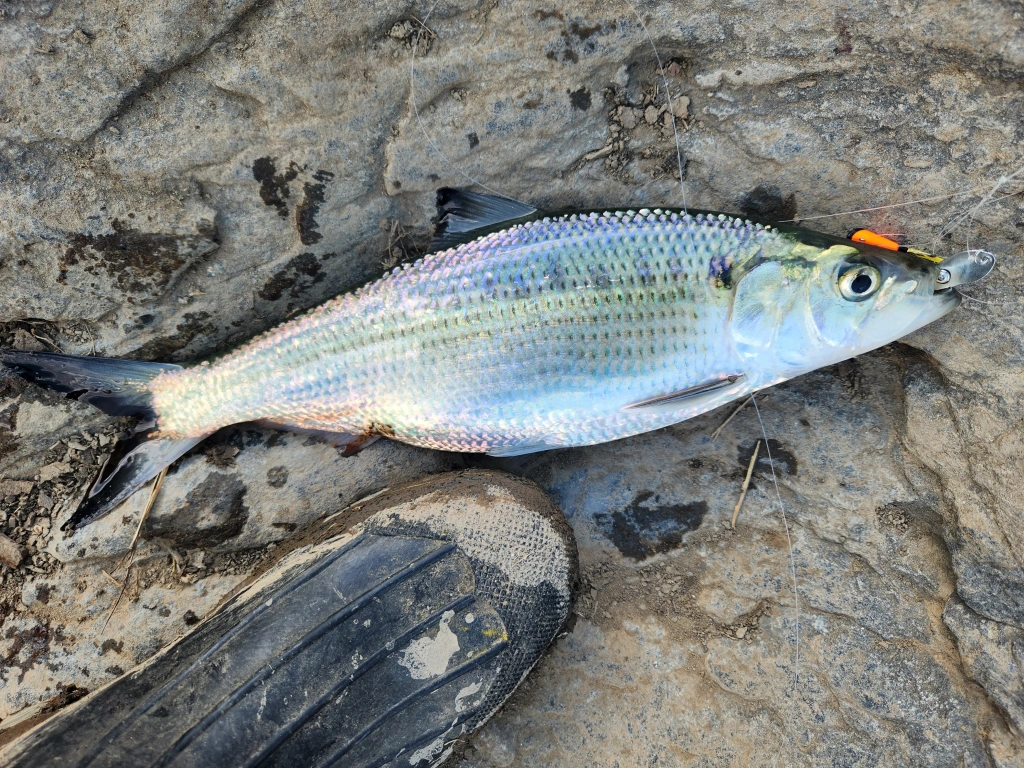 The Occoquan River Shad Run: Who Knew?